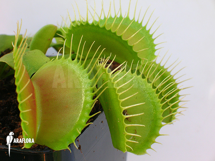 Dionaea muscipula ‚G16 Slack’S giant‘