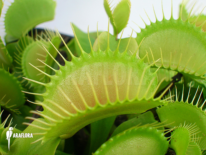 Dionaea muscipula ‚G16 Slack’S giant‘