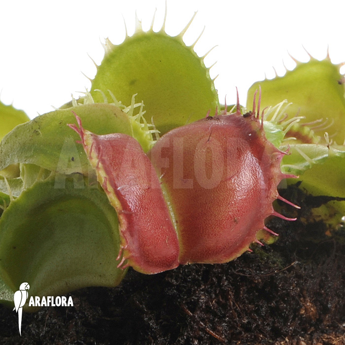 Dionaea muscipula ‚Galaxy‘