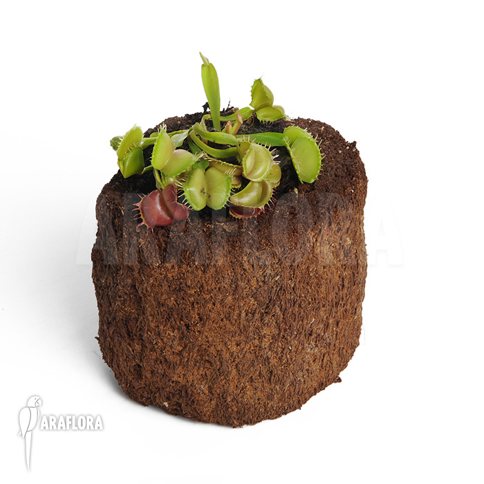 Dionaea muscipula ‚Galaxy‘