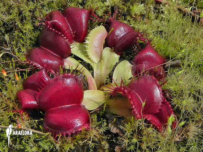 Dionaea muscipula ‚Galaxy‘