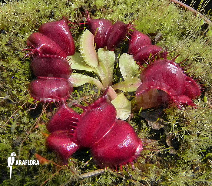 Dionaea muscipula ‚Galaxy‘ example no Starter