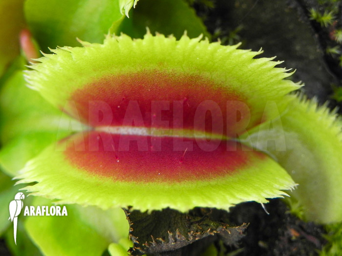 Dionaea muscipula Giant clam