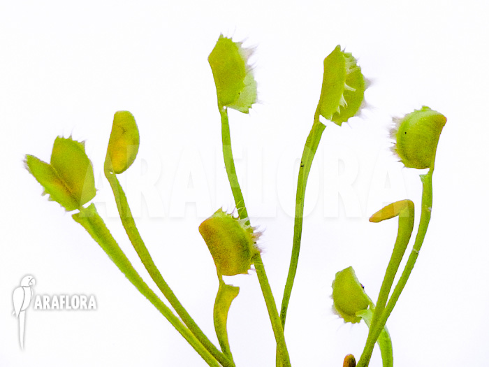 Dionaea muscipula Gogo