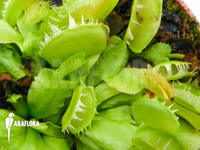 Dionaea muscipula Green dog