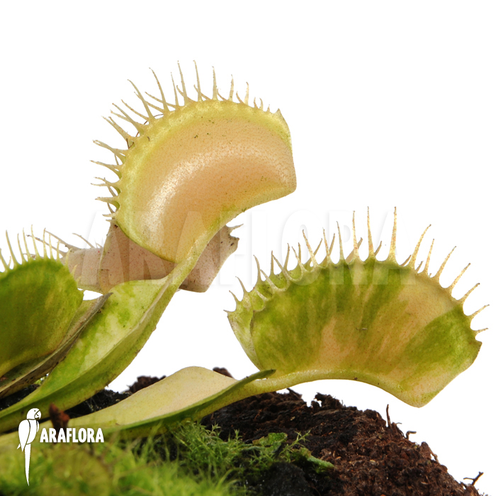 Dionaea muscipula ‚Green snow‘