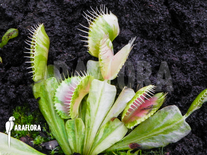 Dionaea muscipula ‚Green snow‘