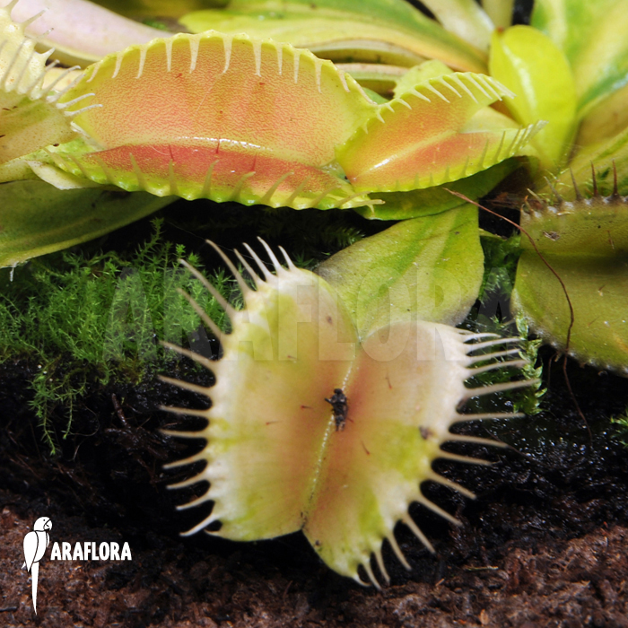 Dionaea muscipula ‚Green snow‘