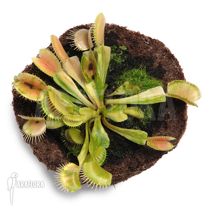 Dionaea muscipula ‚Green snow‘