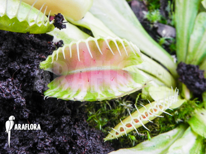 Dionaea muscipula ‚Green snow‘