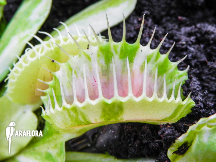 Dionaea muscipula ‚Green snow‘