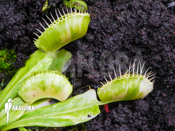 Dionaea muscipula ‚Green snow‘
