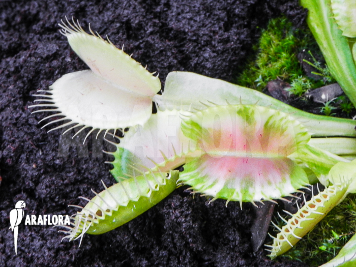 Dionaea muscipula ‚Green snow‘