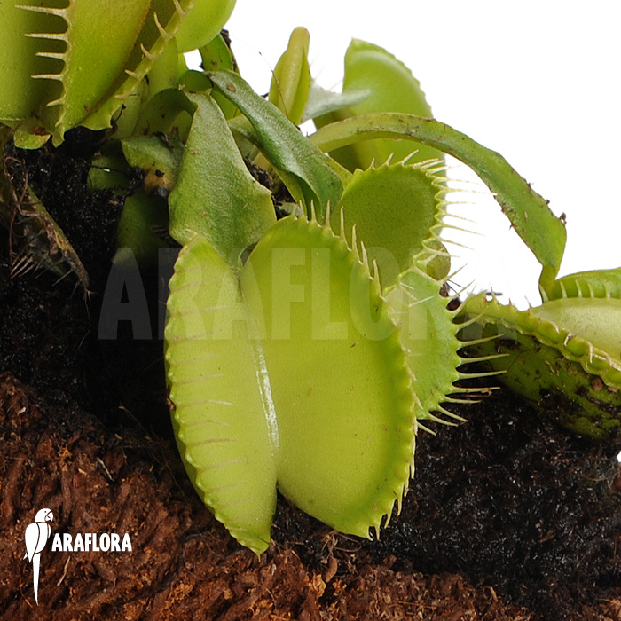 Dionaea muscipula ‚Green voodoo‘