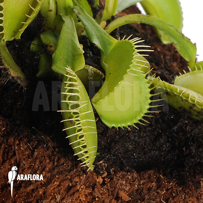 Dionaea muscipula ‚Green voodoo‘