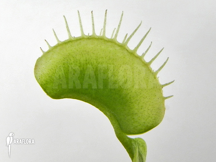 Dionaea muscipula ‚Green white‘