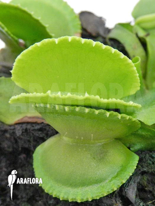 Dionaea muscipula ‚Green wizard‘
