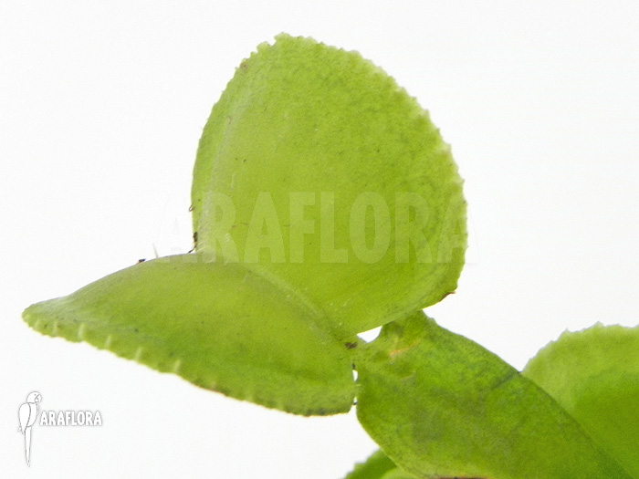 Dionaea muscipula ‚Green wizard‘