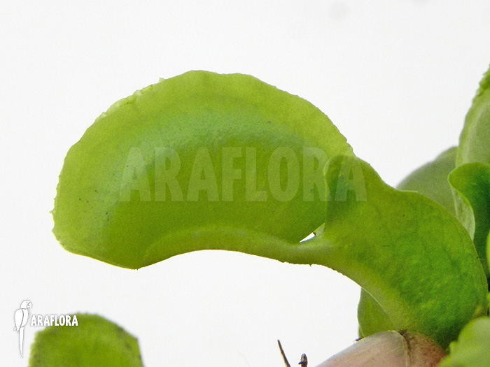 Dionaea muscipula ‚Green wizard‘