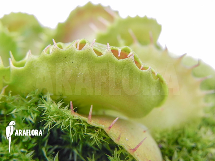 Dionaea muscipula ‚Gwenny‘