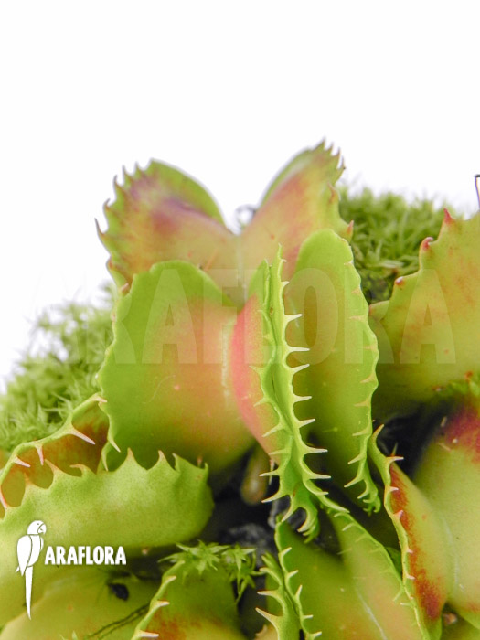 Dionaea muscipula ‚Gwenny‘