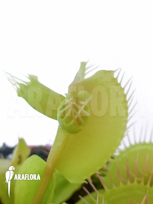 Dionaea muscipula ‚Hammerhead Shark‘