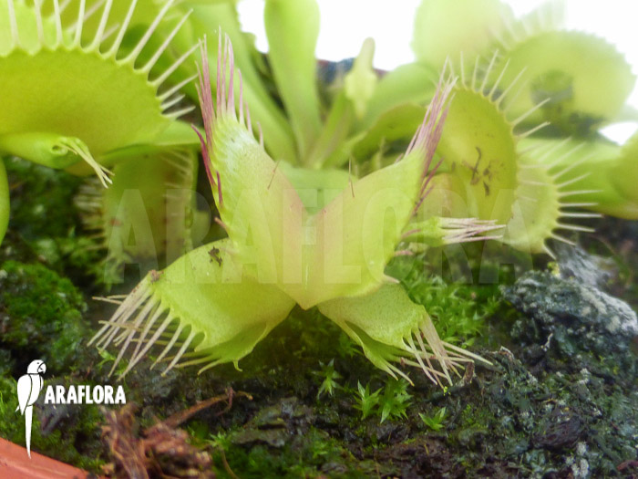 Dionaea muscipula ‚Hammerhead Shark‘