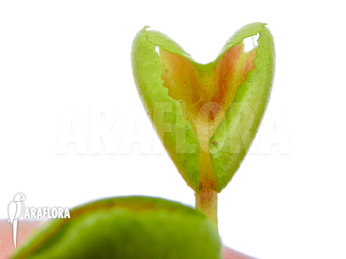 Dionaea muscipula ‚Heartbreaker‘