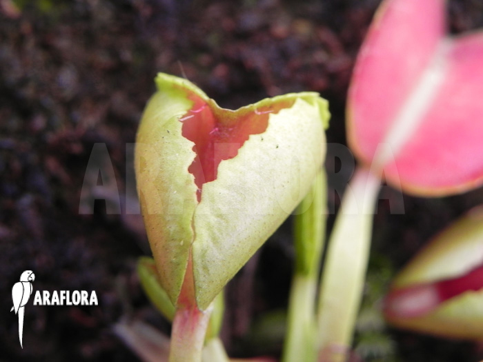 Dionaea muscipula ‚Heartbreaker‘