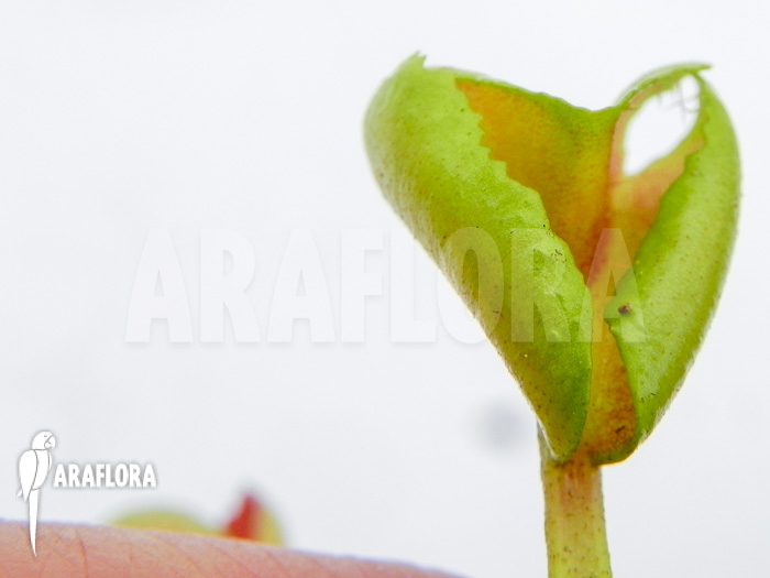 Dionaea muscipula ‚Heartbreaker‘