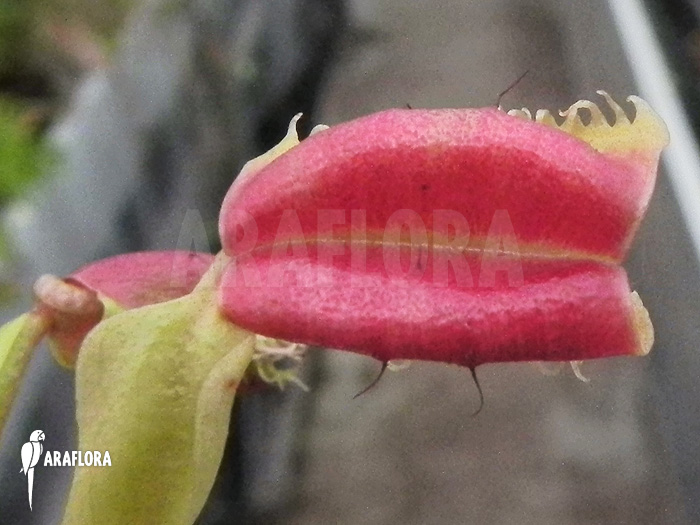 Dionaea muscipula ‚Hot kiss‘