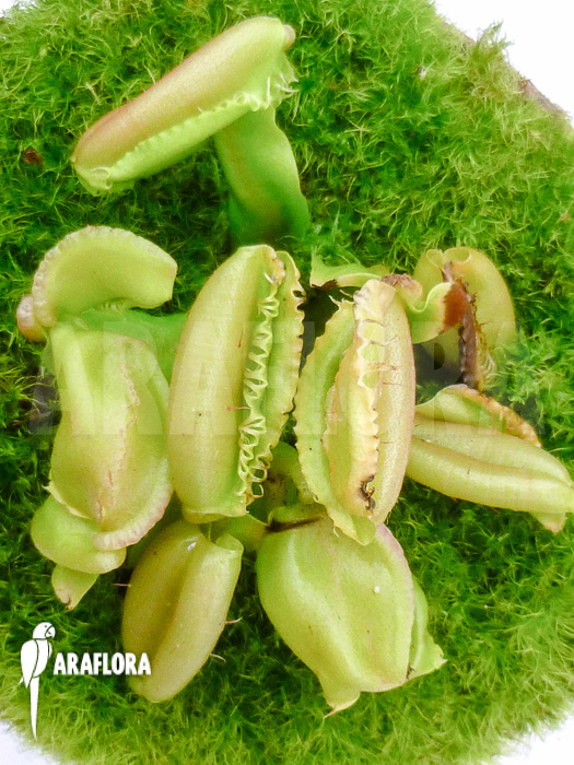 Dionaea muscipula ‚Hot kiss‘