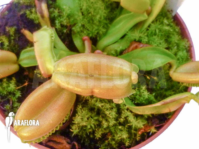 Dionaea muscipula ‚Hot kiss‘