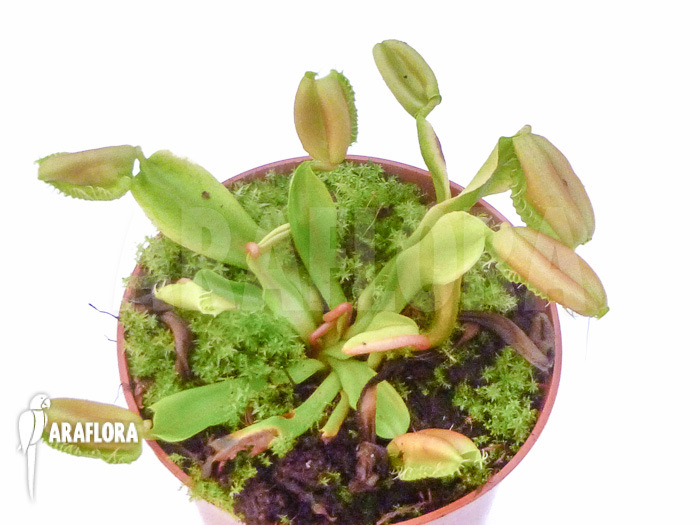 Dionaea muscipula ‚Hot kiss‘