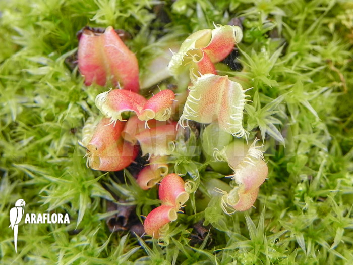 Dionaea muscipula ‚Hot kiss‘ ‚Starter‘