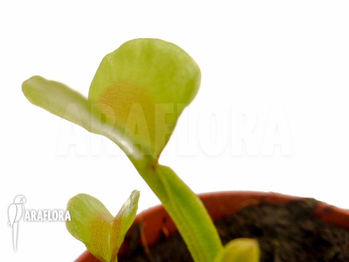 Dionaea muscipula ‚Hot kiss‘ ‚Starter‘