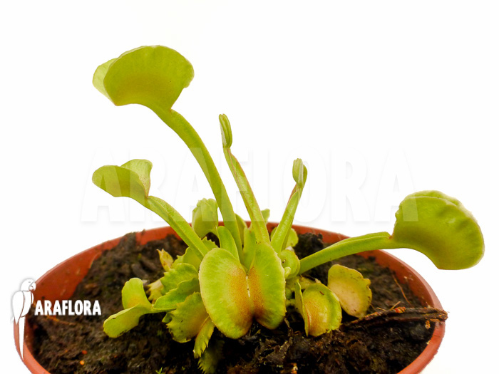 Dionaea muscipula ‚Hot kiss‘ ‚Starter‘