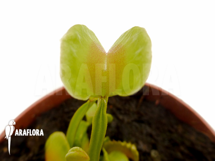 Dionaea muscipula ‚Hot kiss‘ ‚Starter‘