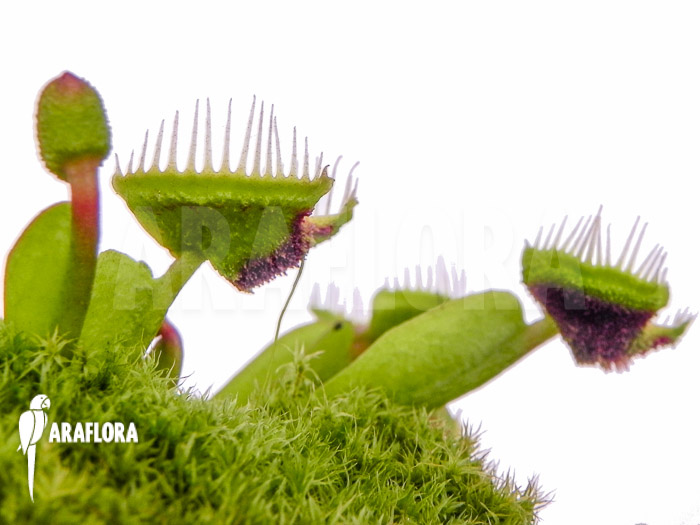 Dionaea muscipula ‚Intrudor‘