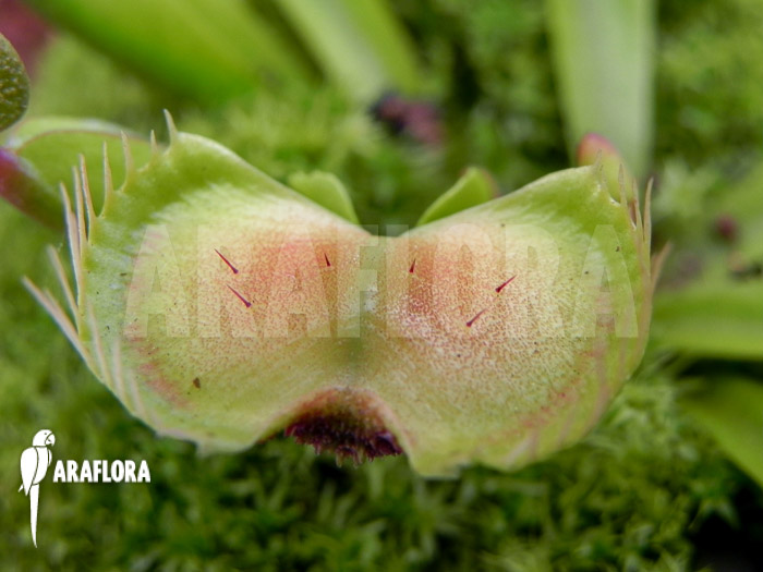 Dionaea muscipula ‚Intrudor‘