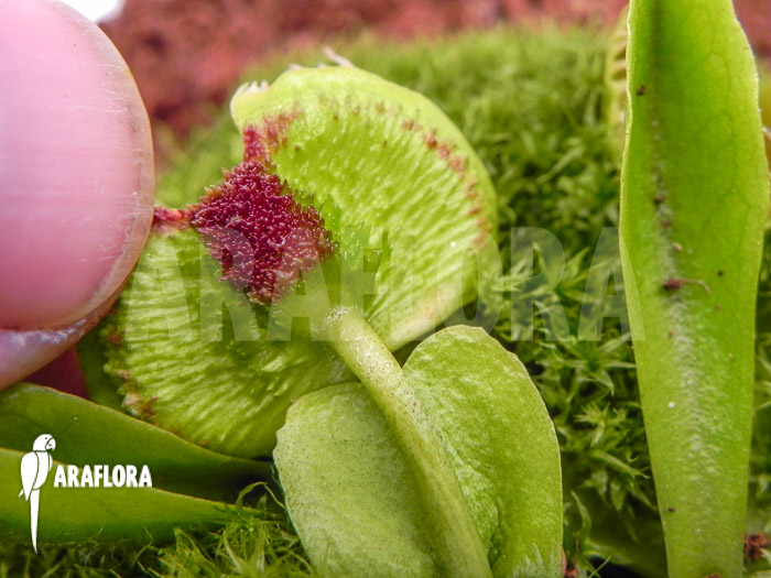 Dionaea muscipula ‚Intrudor‘