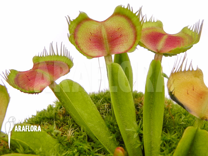 Dionaea muscipula ‚Intrudor‘