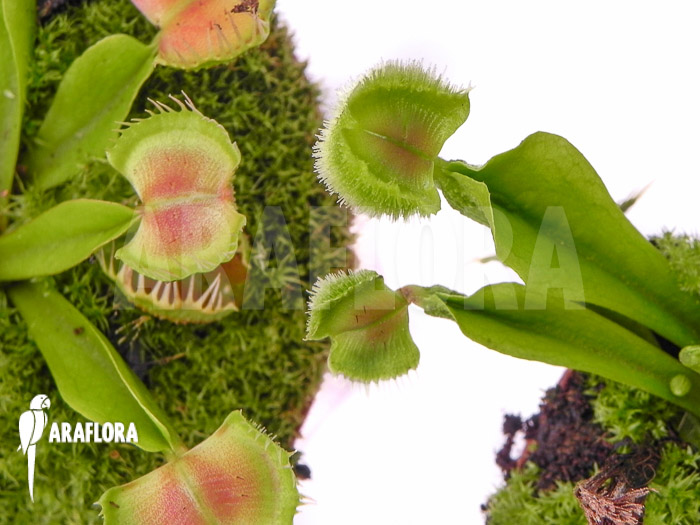 Dionaea muscipula ‚Intrudor vs Pom Pom