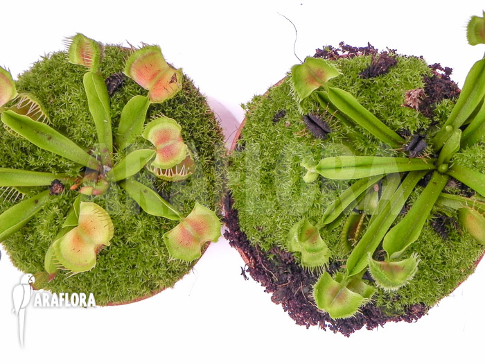 Dionaea muscipula ‚Intrudor vs Pom Pom