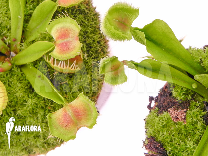 Dionaea muscipula ‚Intrudor vs Pom Pom