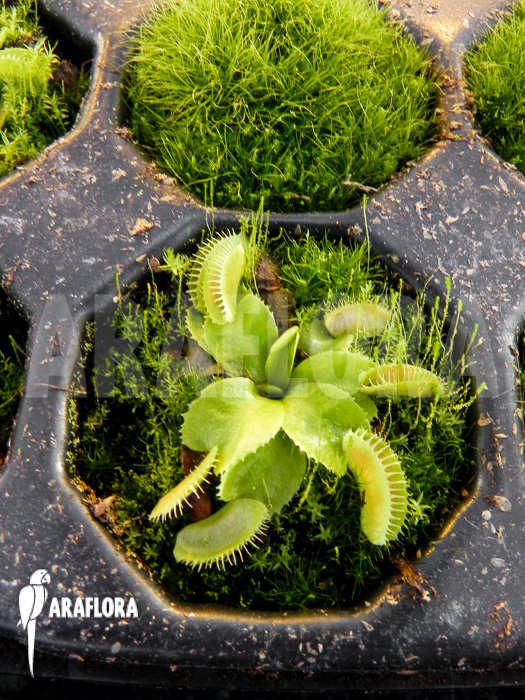 Dionaea muscipula ‚Jaws Smiley‘