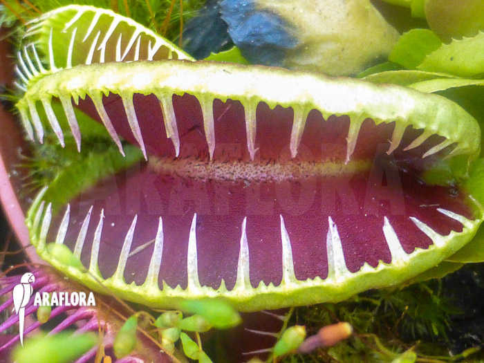 Dionaea muscipula ‚Jaws Smiley‘