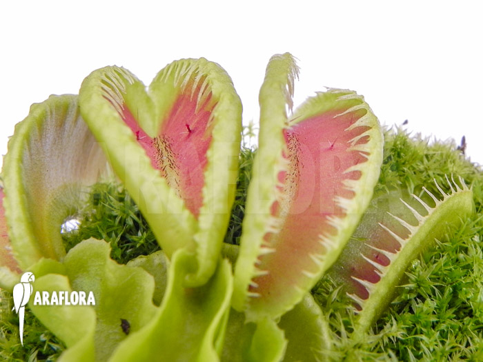 Dionaea muscipula ‚Jaws double smiley‘