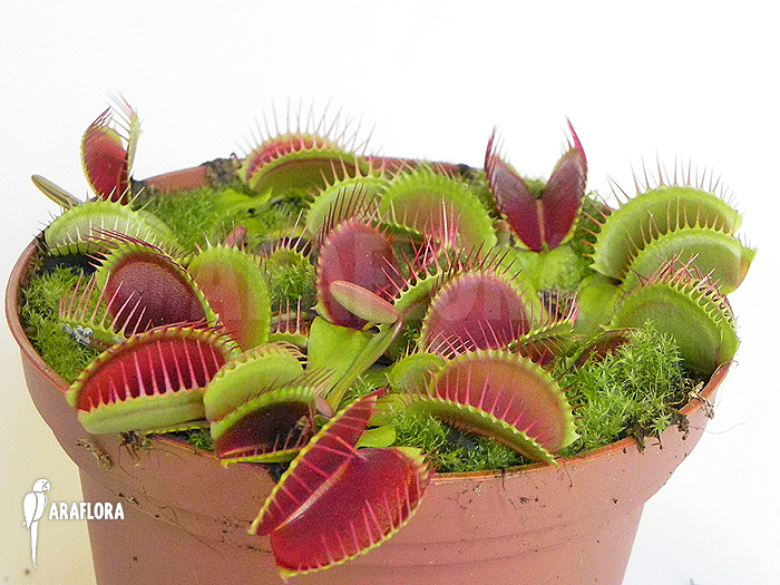 Dionaea muscipula ‚Jumbo‘ ‚XL‘