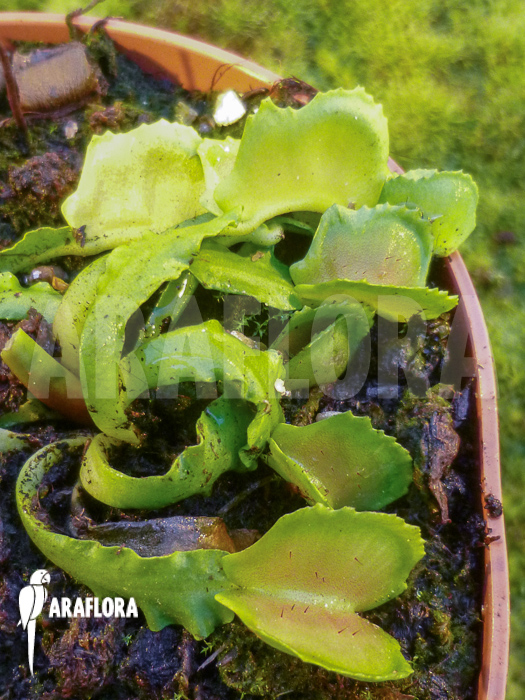 Dionaea muscipula Killer Pacman